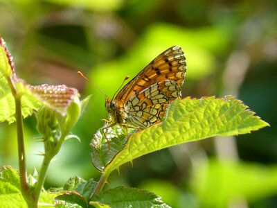 Yellow butterfly melitaea phoebe damero knapweed photo