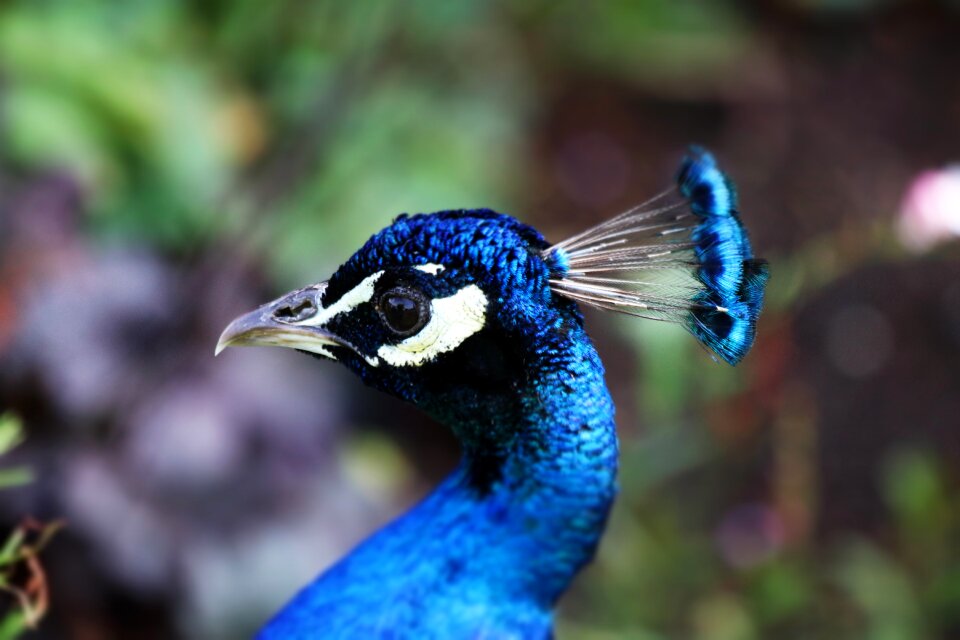 Nature feather tail