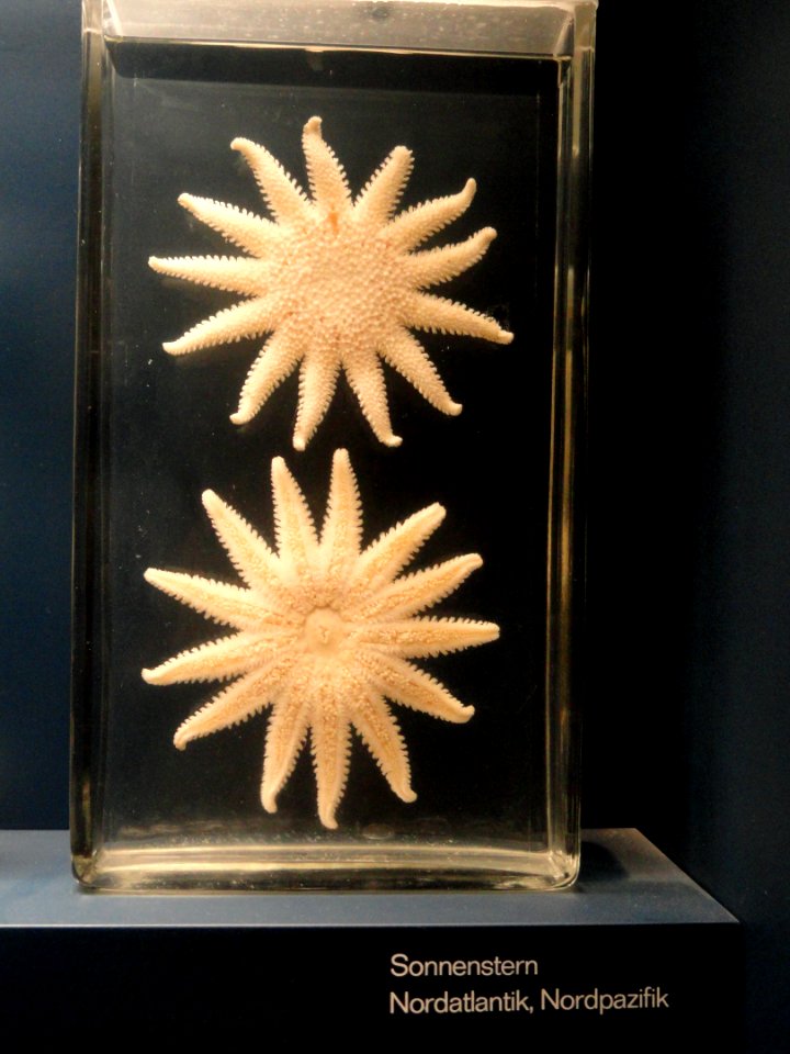 Sea stars - Naturmuseum Senckenberg - DSC02161