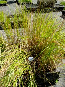 Scirpus lacustris - Botanical Garden, University of Frankfurt - DSC02701