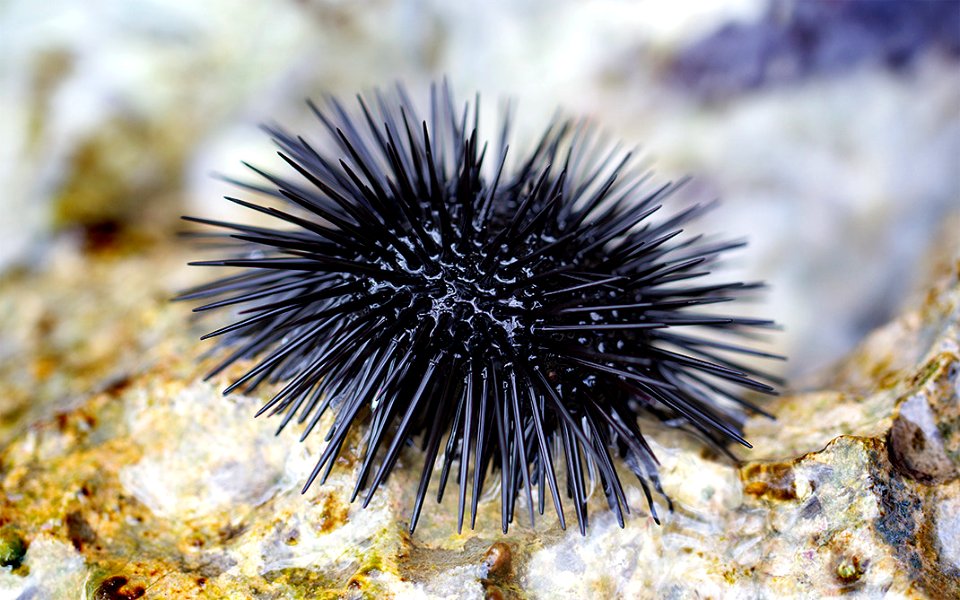 Sea Urchin (49343616)