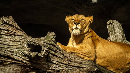 Female zoo hagenbeck