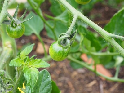 Green young vegetables vegetables