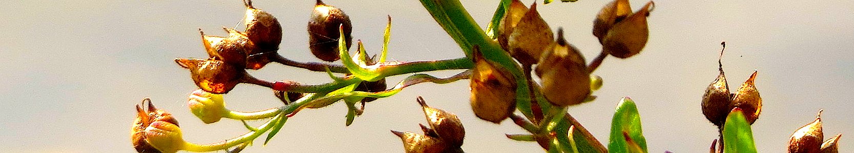 Scrophularia alata. Reader