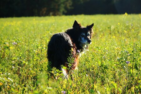Collie british sheepdog purebred dog photo