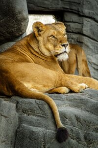 Female zoo hagenbeck