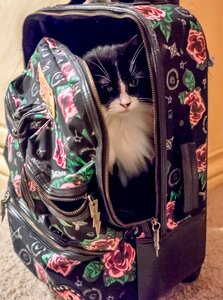 Furry luggage animal