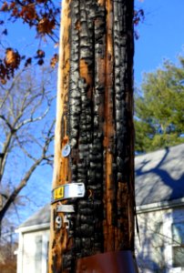 Scorched utility pole - Arlington, MA - DSC03955