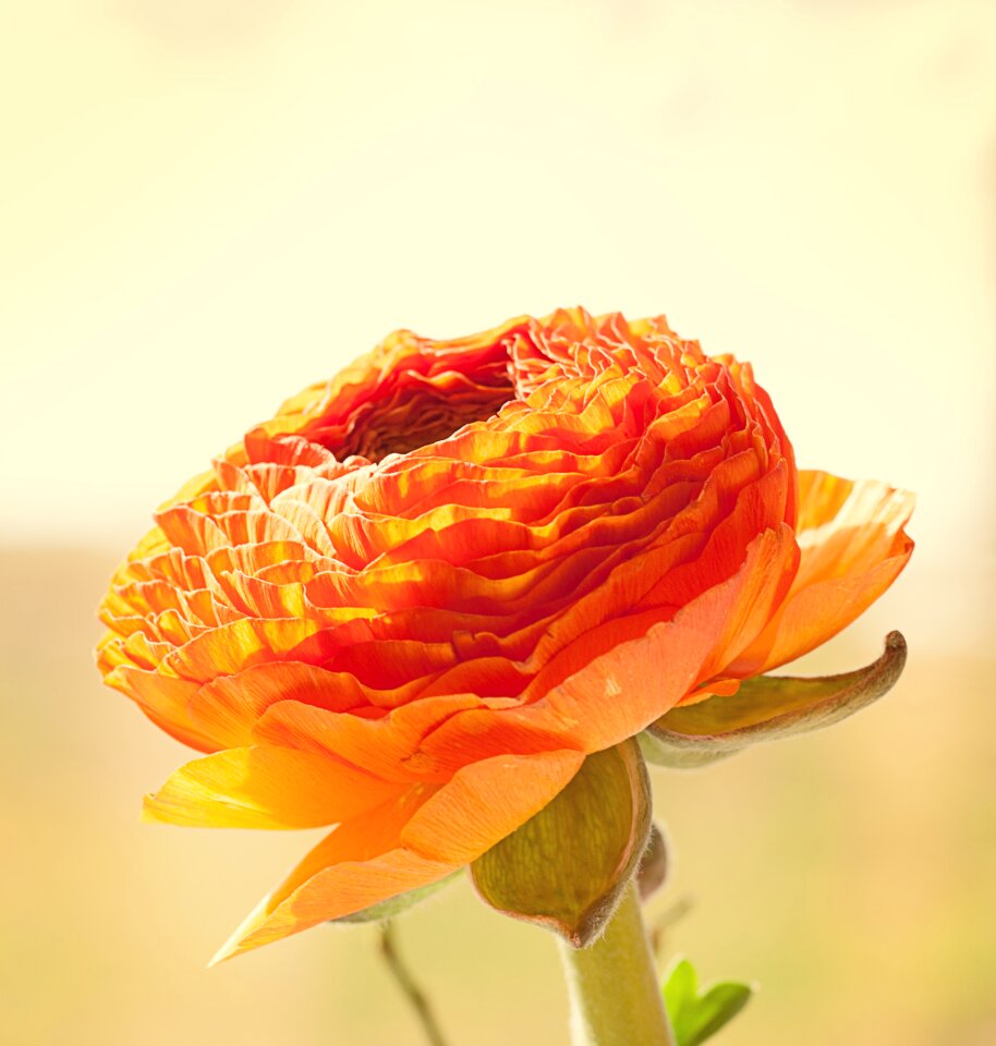 Petals ranunculus beautiful