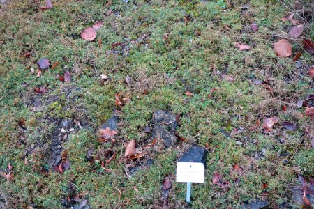 Scleranthus perennis - Botanischer Garten, Dresden, Germany - DSC08718