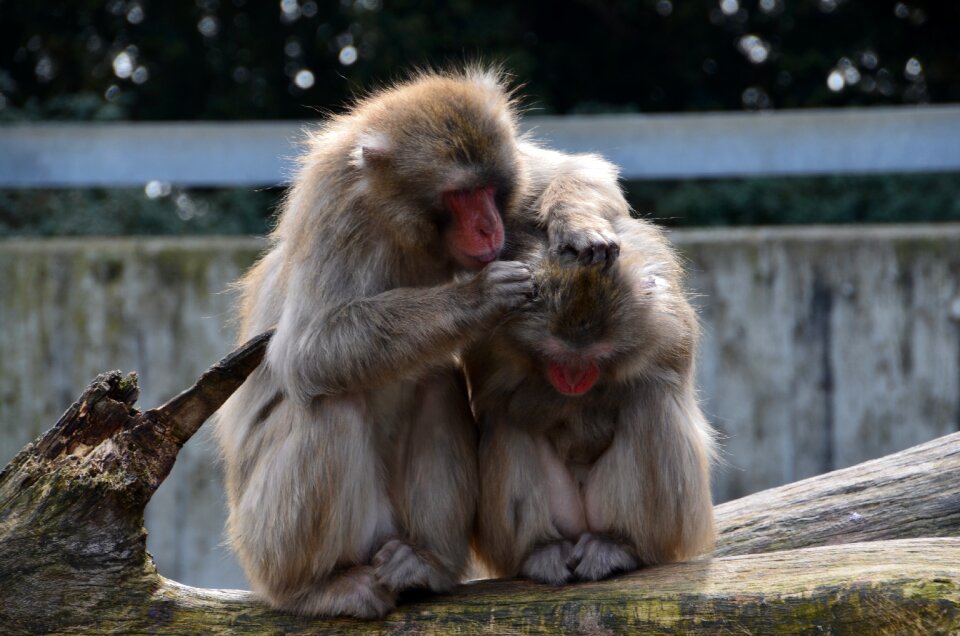 Mammals cute wilhelma