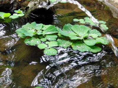 Floating plant plant water plant