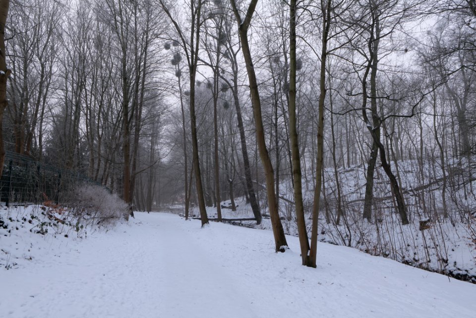 Schwanengraben Dallgow-Döberitz with snow 2021-02-14 01