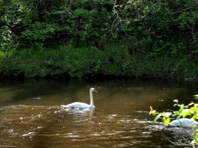 Schwan in der Wertach in Kaufbeuren photo