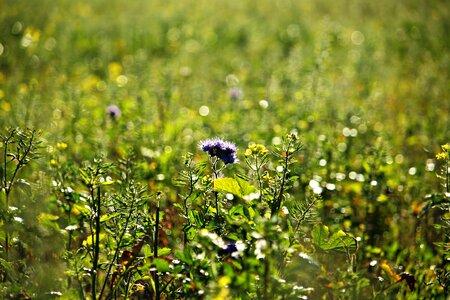 Meadow farmland fruit bee friend