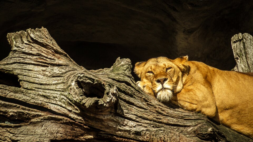 Female zoo hagenbeck