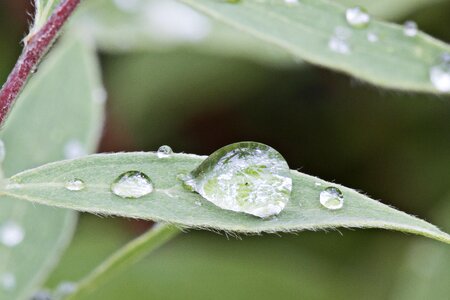 Drop of water rain plant