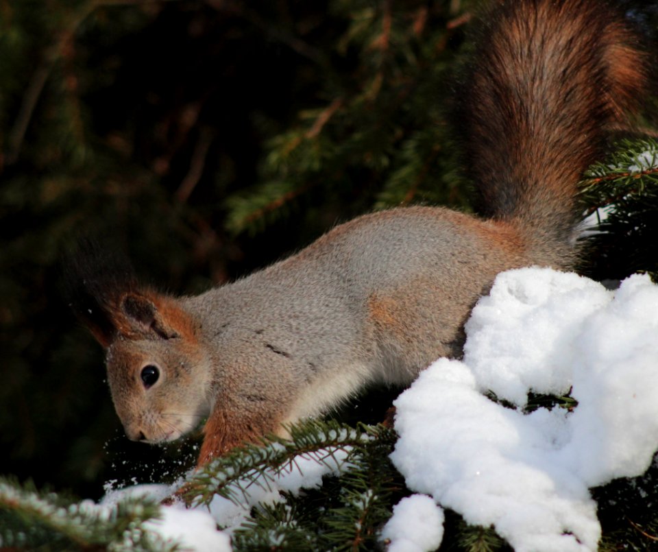 Sciurus Vulgaris Oulu 20130222 03