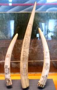 Scrimshaw, c. 1850-1900, walrus ivory - San Francisco Maritime Museum - San Francisco, CA - DSC04083