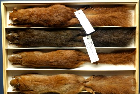 Sciurus vulgaris - Museum fur Naturkunde, Berlin - DSC00210