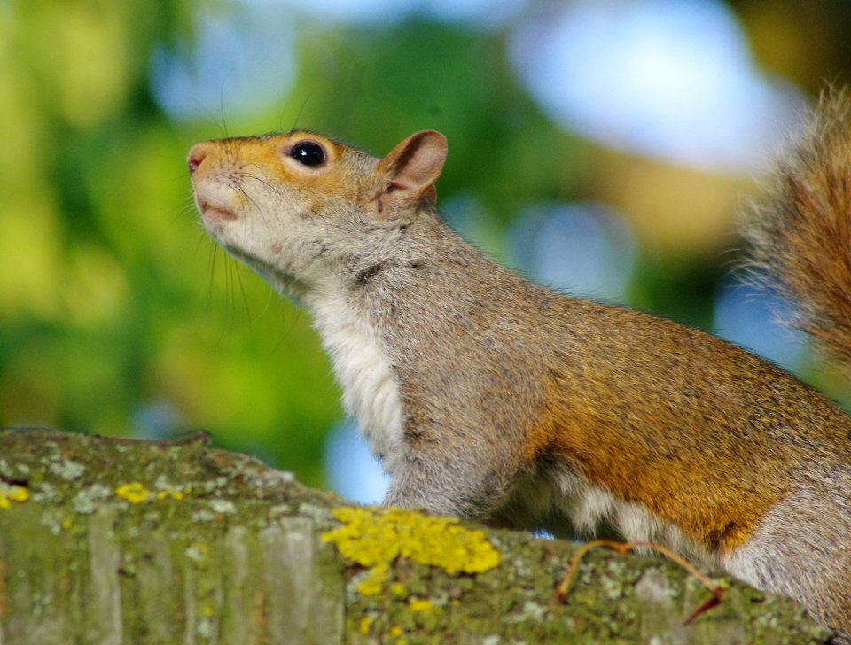 Sciurus carolinensis-2013