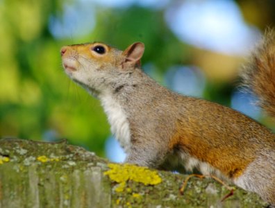 Sciurus carolinensis-2013