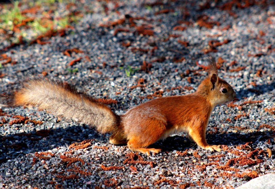 Sciurus Vulgaris Oulu 20120519
