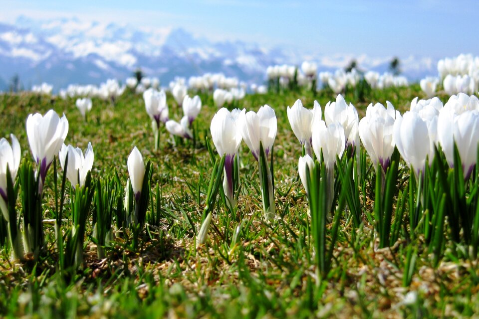 Crocus spring switzerland