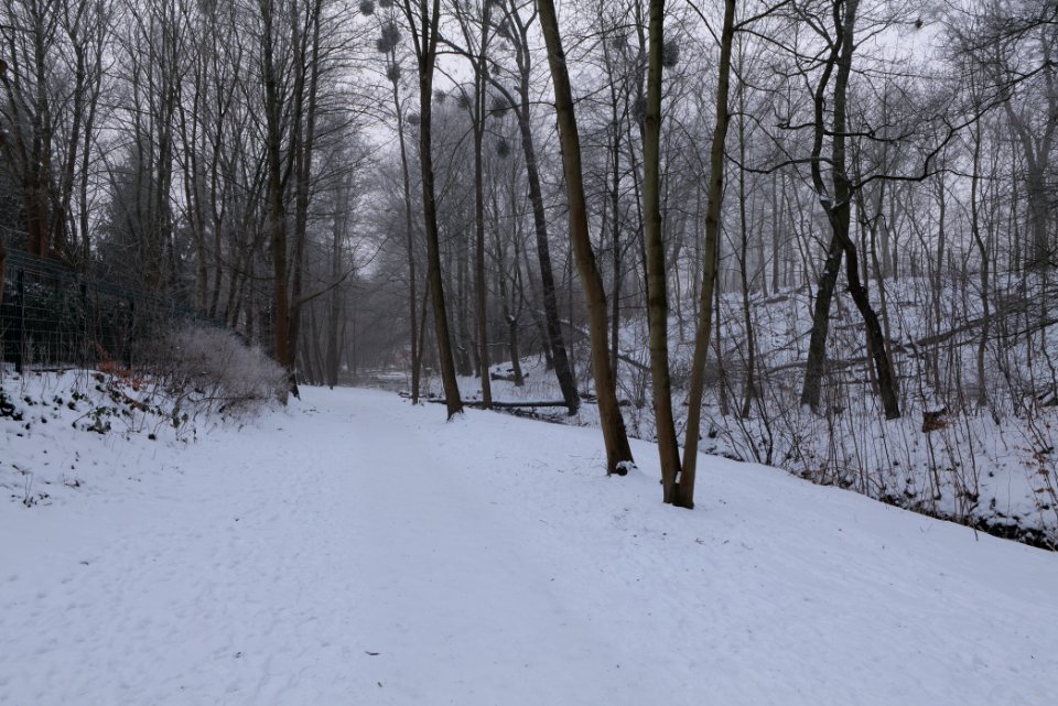 Schwanengraben Dallgow-Döberitz with snow 2021-02-14 02