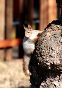 Sciurus Vulgaris Oulu 20150405 02