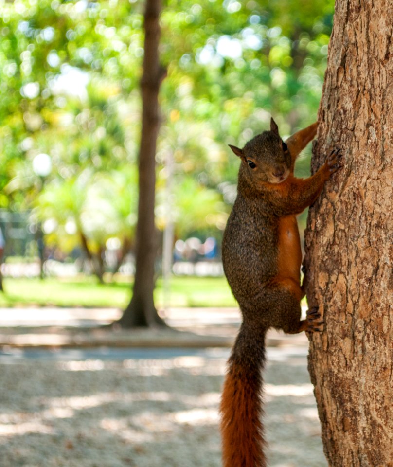 Sciurus granatensis Humboldt 1811
