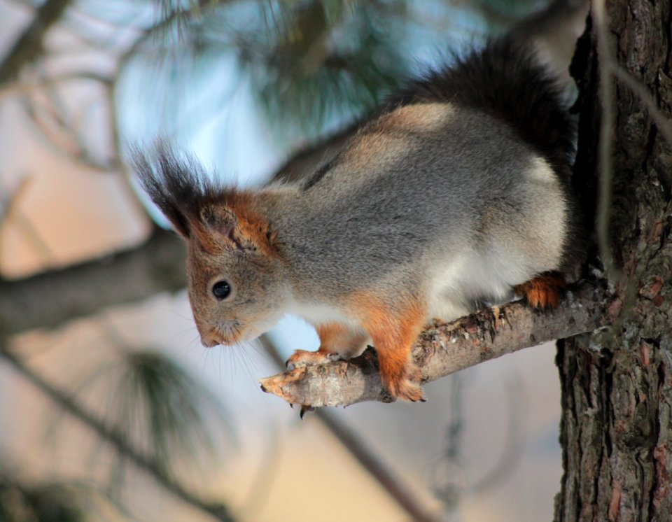 Sciurus Vulgaris Oulu 20130222 01