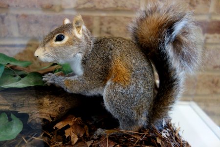 Sciurus carolinensis - Fernbank Museum of Natural History - DSC00230