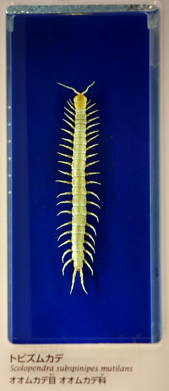 Scolopendra subspinipes mutilans - National Museum of Nature and Science, Tokyo - DSC07551