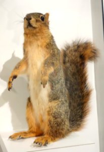 Sciurus niger (Eastern fox squirrel) - Oakland Museum of California - DSC05343