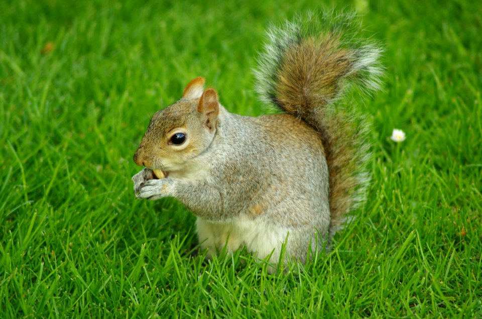Sciurius-carolinensis-2014