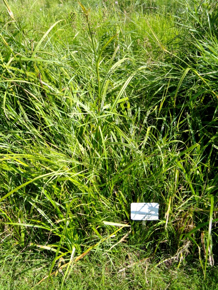 Scirpus sylvaticus - Botanical Garden in Kaisaniemi, Helsinki - DSC03518