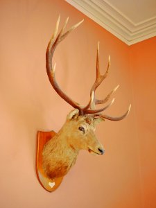 Scolton Manor H7b-hirsch1