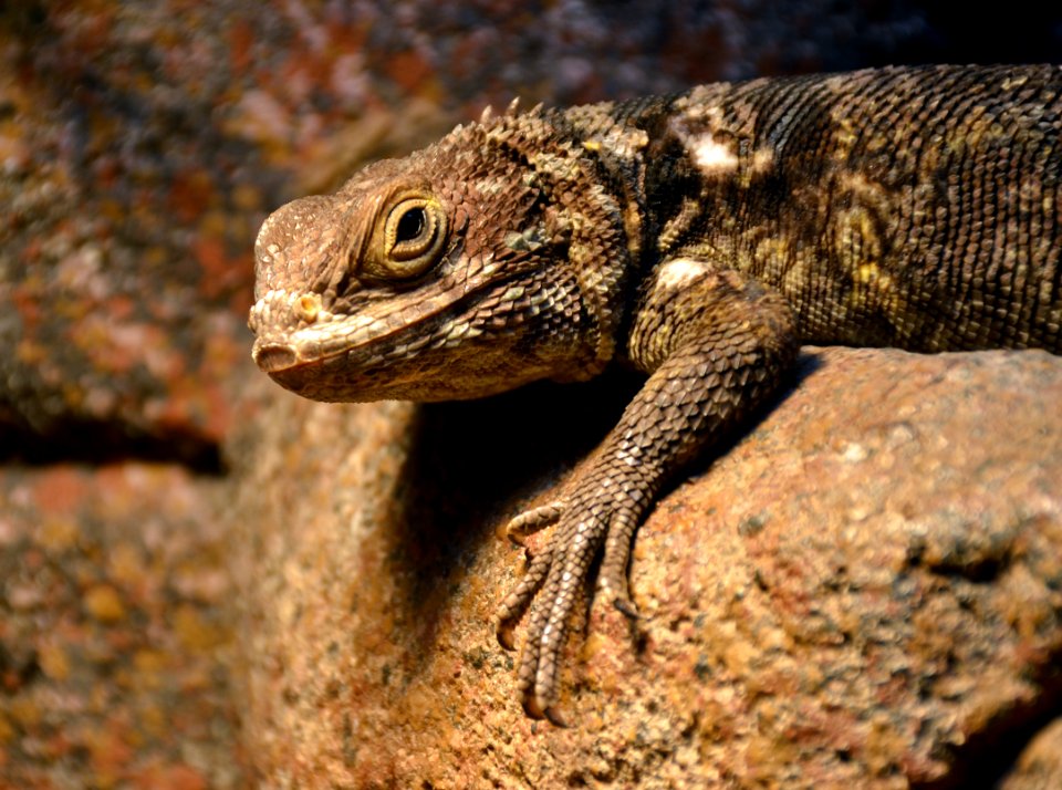 Serpentarium Blankenberge Oplurus Cuvieri 30042015 3