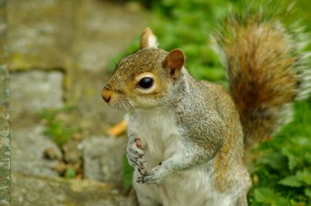 Sciurius-carolinensis-London2014