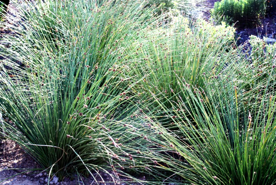 Scirpoides nodosus reed - Cape Town wetlands