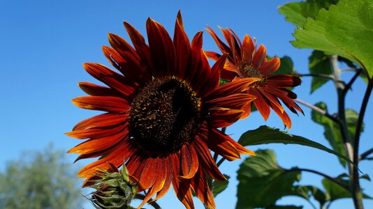 Ornamental sunflower plant flowering