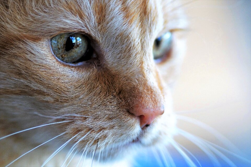 Domestic cat pet animal