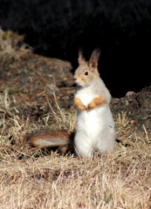 Sciurus Vulgaris Oulu 20150405 01