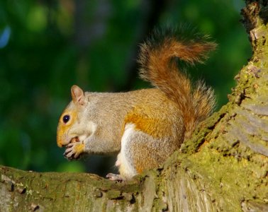 Sciurus carolinensis 2013