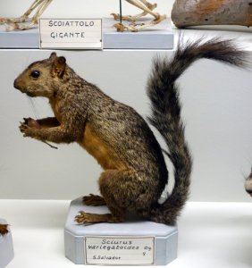 Sciurus variegatoides - Museo Civico di Storia Naturale Giacomo Doria - Genoa, Italy - DSC02792