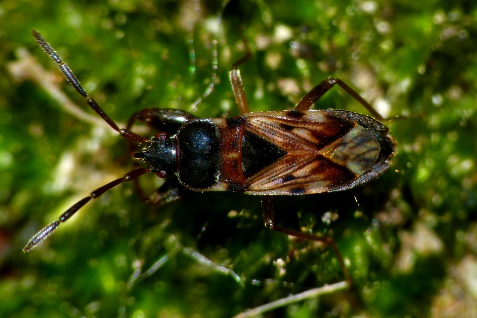 Scolopostethus grandis Eysserbeekdal 20130615 i621