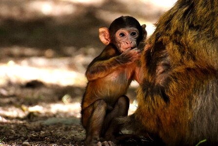 Endangered species monkey mountain salem animal