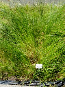 Scirpoides holoschoenus - Botanical Garden, University of Frankfurt - DSC02722