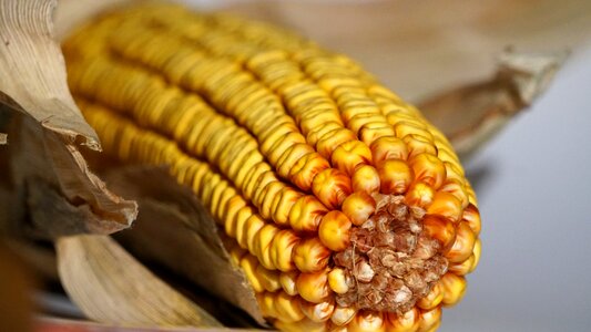 Vegetables harvest corn kernels